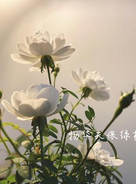 日本超微月季 雪姬 纯白色重瓣迷你月季绿植盆栽 勤花 四季开花