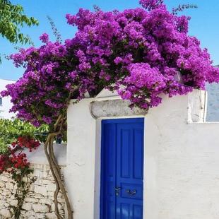 大型爬藤三角梅拱门花墙三角梅紫红白广漳红樱橙粉垂飘枝素材树苗