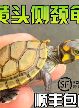 黄头侧颈龟忍者神龟深水鱼缸宠物圆澳侧颈吃鱼粪观赏清洁西非侧颈