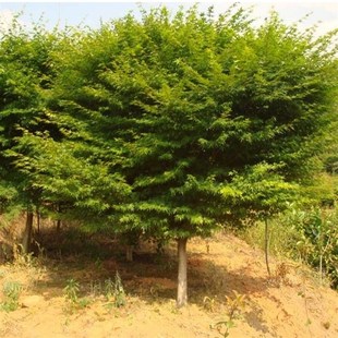 青楓樹苗青c楓小苗雞爪槭樹苗青楓苗紅楓嫁接砧木綠化苗木庭院植