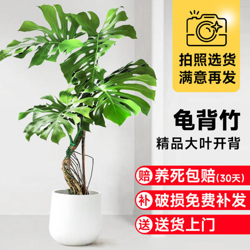 大叶龟背竹老桩造型客厅大盆栽真绿植物办公室内大型落地四季好养