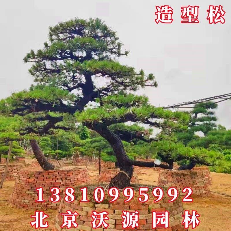 厂促造黑松针油松盆景无造松形树庭院绿化施工景T观树苗园林型工