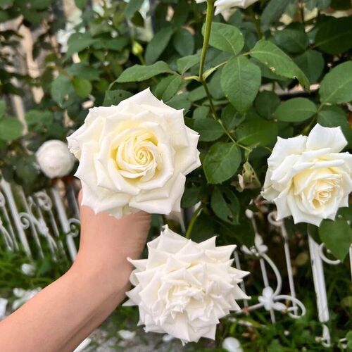 坦尼克月季花大苗盆栽老桩阳台客厅庭院玫瑰四季特大花浓香花植物