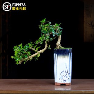 福建茶盆景悬崖造型老桩室内客厅办公室J植物桌面茶几绿植盆栽摆