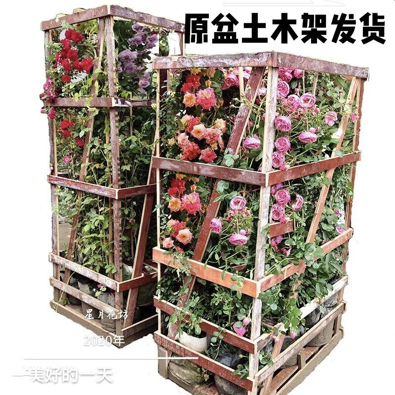 藤本月季花苗爬藤蔷薇多季开花欧月玫瑰浓香庭院植U物花卉拱门花
