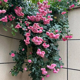 艾拉绒球月季藤本大花苗特大花庭院阳台爬藤植物R攀援花卉多季开