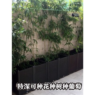 种竹子的专用盆阳台种菜盆家庭特大长条蔬L菜种植箱长方形果树葡