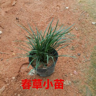 潮汕春草盆栽专用喜庆婚嫁吉祥草耐D寒耐阴四季常青长叶麦冬草绿