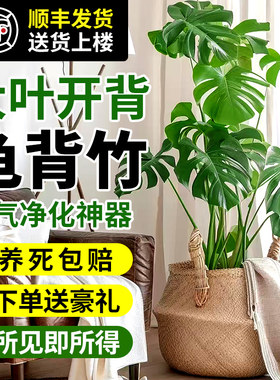 龟背竹客厅大盆栽室内客厅大叶老桩大植物电视R柜旁边大型绿植落
