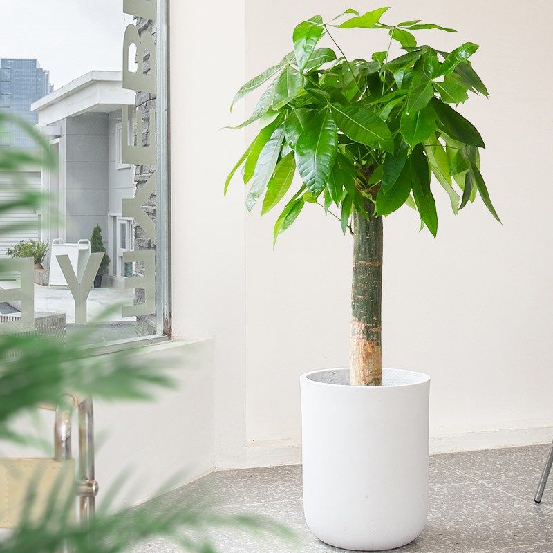 发财树盆栽室内植物客厅落地大型绿植办公室开业乔迁单杆老桩招财,鲜花速递/花卉仿真/绿植园艺,大型绿植/成品组合盆栽,淘宝优惠券,粉丝福利购,淘宝优惠卷