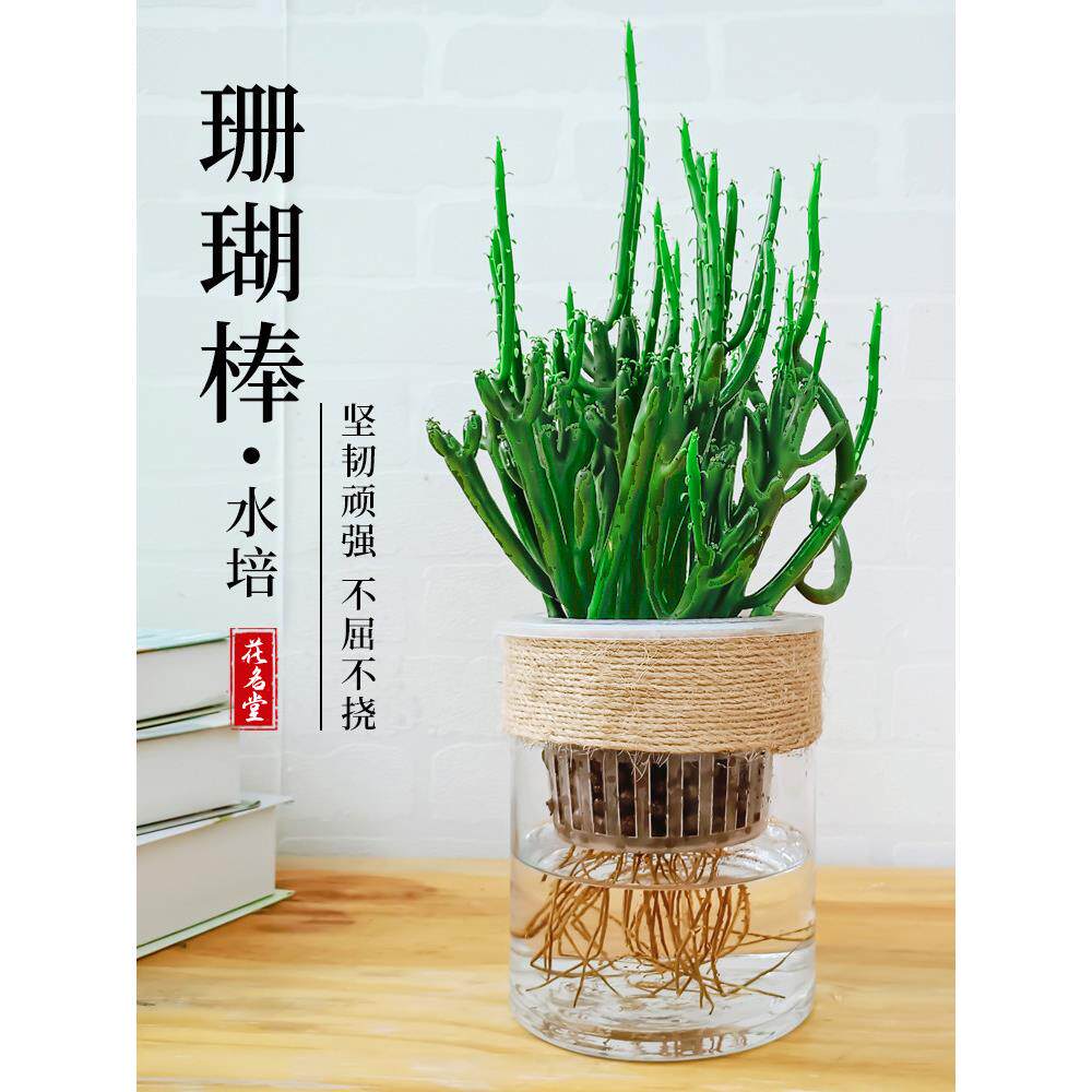水培珊瑚棒仙人掌多肉植物仙人掌微景观四季常青盆栽室内净化客气