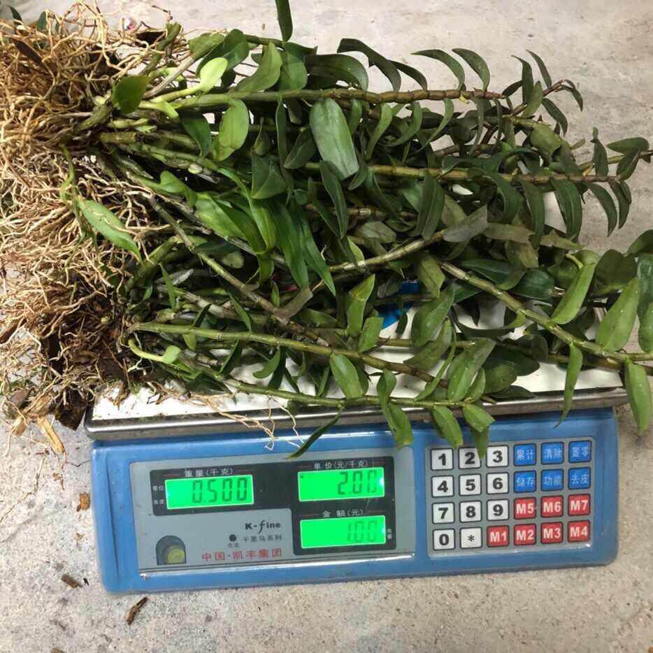 正宗温州雁荡山铁皮石斛苗 三年红杆称斤 一斤种苗
