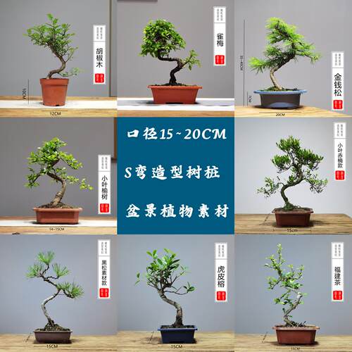 15公分口径老桩造型S弯树苗盆景素材赤楠雀梅胡椒木黑松榆树榕树