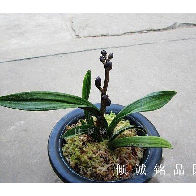 兰花 墨兰矮种 粗皮(黑荷)100/苗