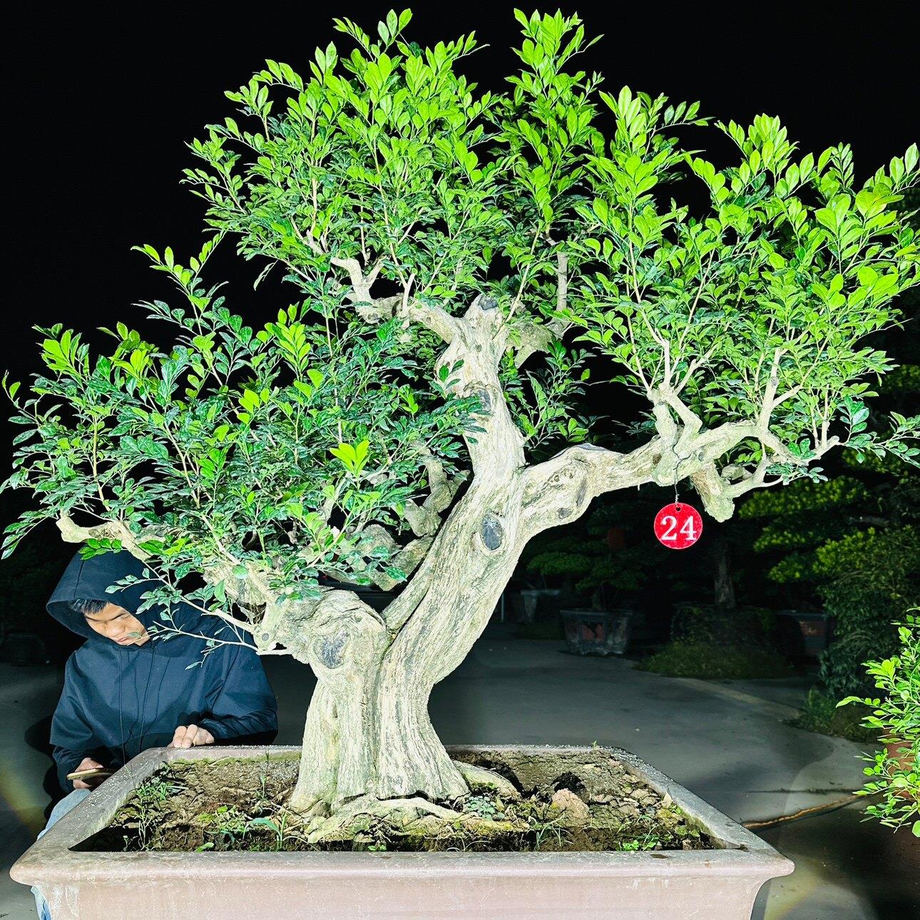 九里香盆栽盆景 老桩 植物熟桩办公室阳台可养