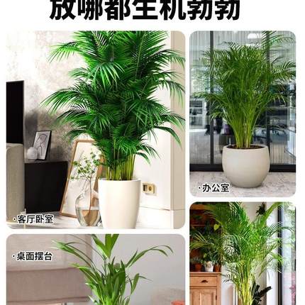 散尾葵植物盆栽客厅绿植凤尾竹仿真大型室内花卉办公室四季天堂鸟