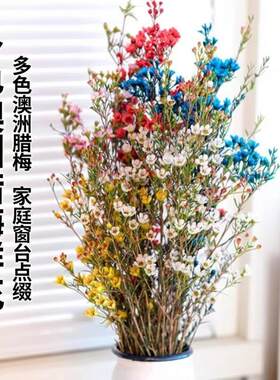 多色澳洲腊梅鲜花家庭窗台水养办公室摆件花云南基地直发