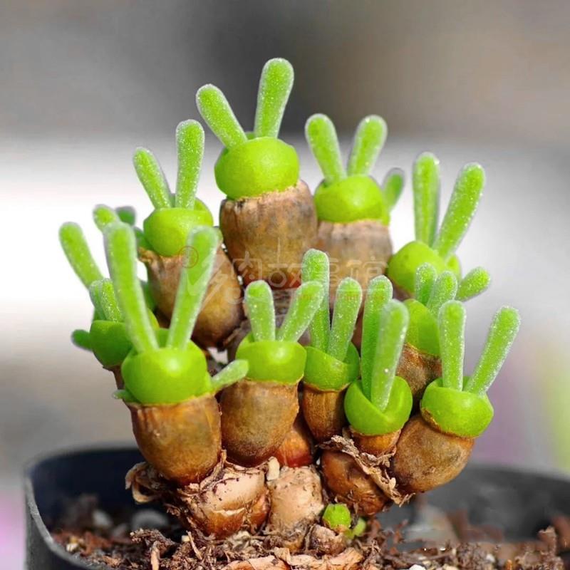 多肉植物 碧光环小兔子高端稀少品种超萌超可爱带盆栽好花卉盆栽