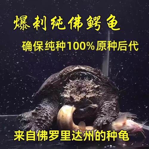 佛鳄龟苗原种野佛暴刺佛鳄龟高背头大暴刺粗刺观赏活体宠物观赏龟