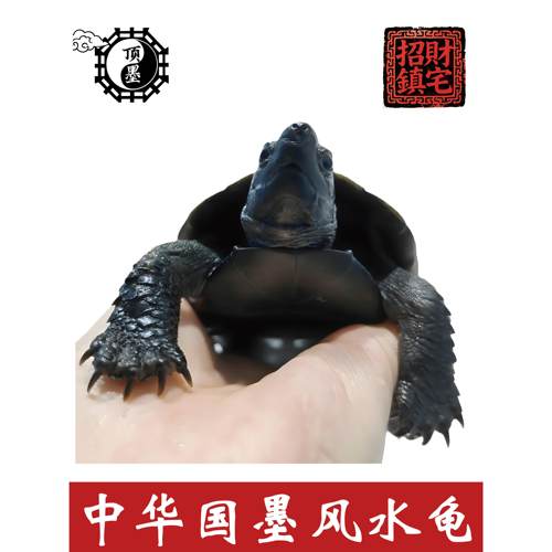 墨龟顶墨纯种全黑中华纯墨龟招财龟风水龟黑乌龟外塘冷水宠物龟