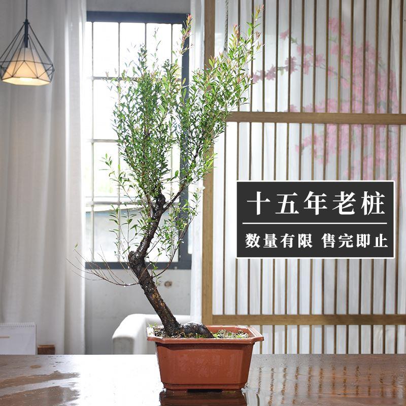老桩赤楠造型盆景植物客厅小叶赤楠木树苗绿植好养活紫檀大型盆景
