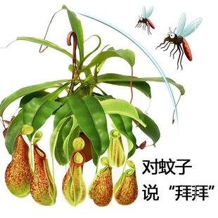 豬籠草盆栽綠植趣味多年生食蟲捕蟲植物常年長籠子耐高溫陽臺室內