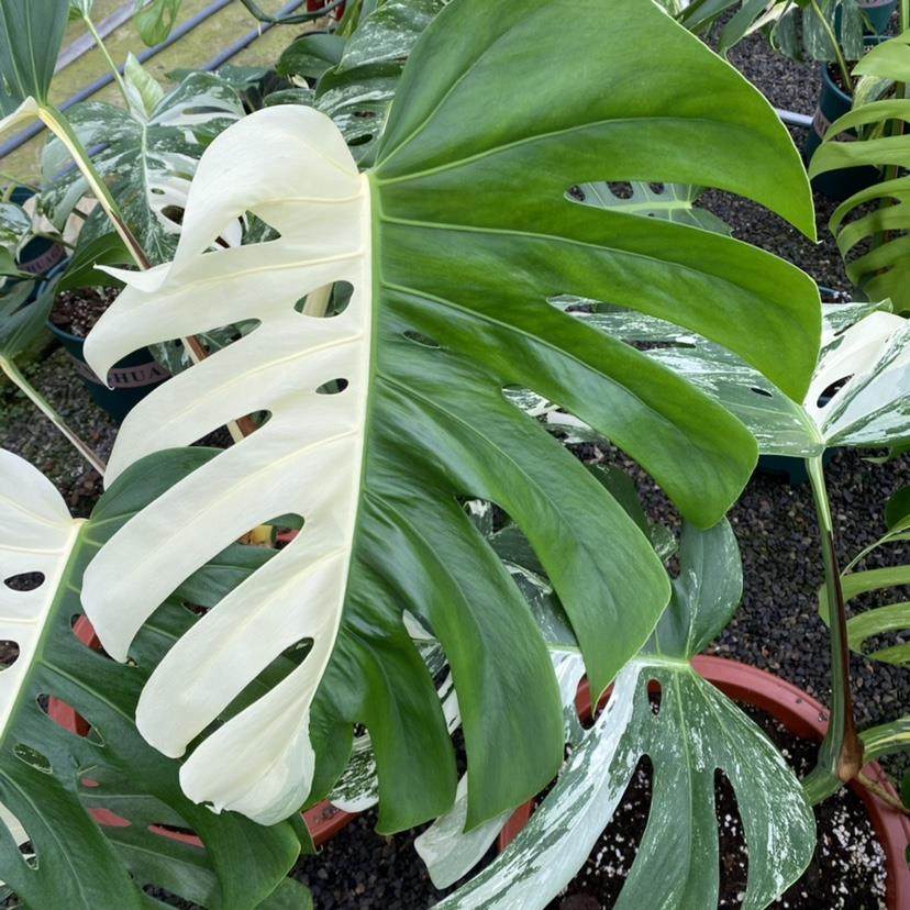 锦叶宇园艺 白龟白锦龟背竹室内客厅观叶锦化盆栽植物一物一拍