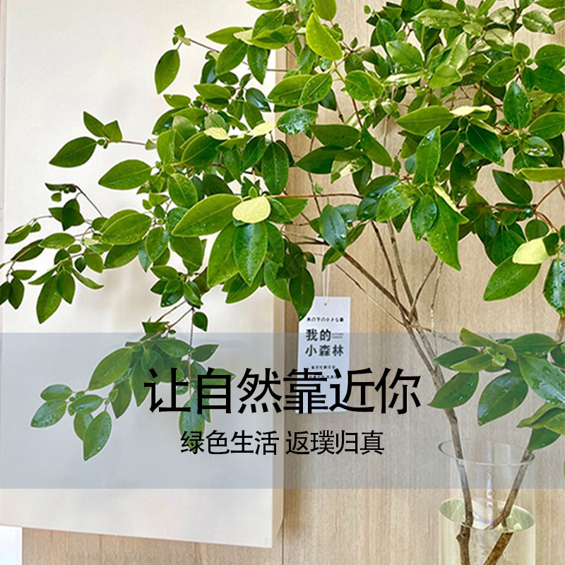 雀舌杜鹃鲜切枝条水培植物u客厅装饰室内盆栽懒人易活好养无土花