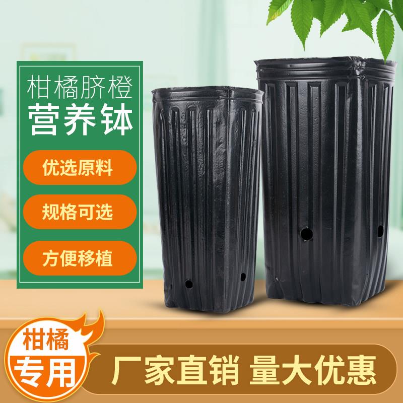 营养钵育苗盆大号一次性黑色塑料细高型提根柑橘育苗钵脐橙营养袋