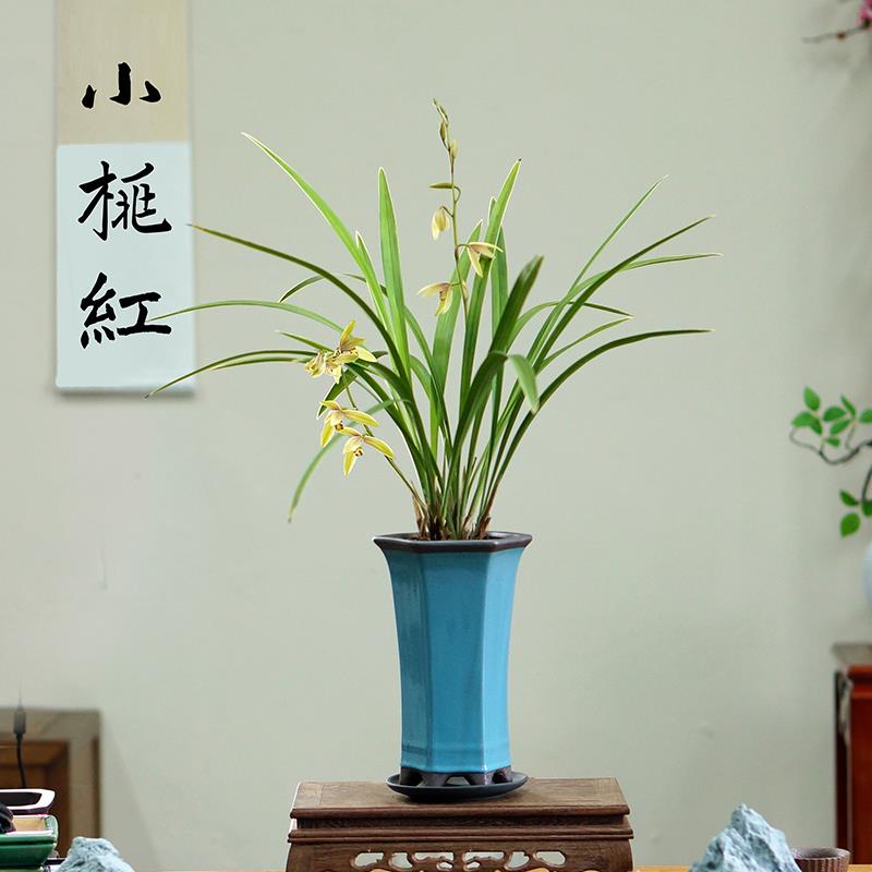 小桃红兰花国兰建兰盆栽室内桌面好养盆景书房茶桌办公桌耐阴植物