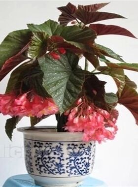盆栽花卉植物 竹节海棠 又名秋海棠 竹节秋海棠四季开花