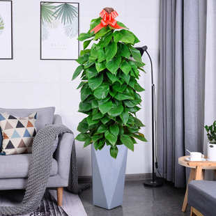 大绿萝盆栽绿植办公室大型植物室内客厅净化空气嘉兴绍兴杭州送