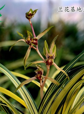 翁源兰花苗墨兰铭品兰阳之松中透金黄色带艺奇花送礼高端绿植盆栽