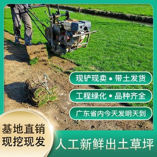 草坪带泥土马尼拉果岭草台湾草百慕大四季青庭院子别墅绿化真草皮