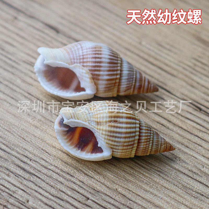 织纹螺鱼缸水族装饰贝壳海螺贴墙DIY手工材料迷你半褶幼纹螺