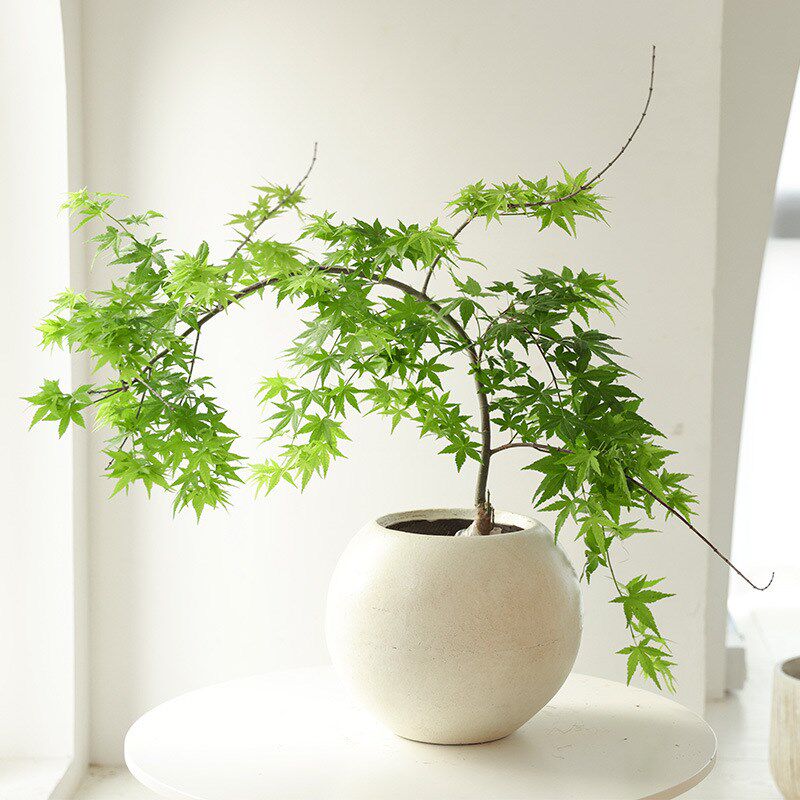 鸡爪槭青枫盆栽树苗造t型绿植室内大型禄植阳台好养活易活