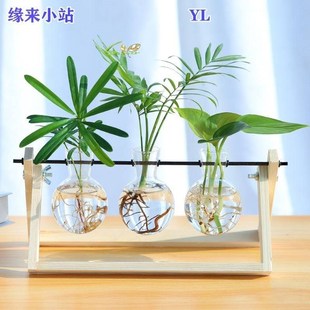 宿舍水里养的植物水中海草桌上绿植适合办公室放的绿萝小苗摆件放