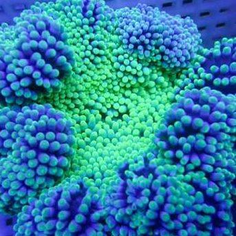 地毯海葵海缸宠物生物活珊瑚造景海草海星小丑鱼海水鱼尼莫