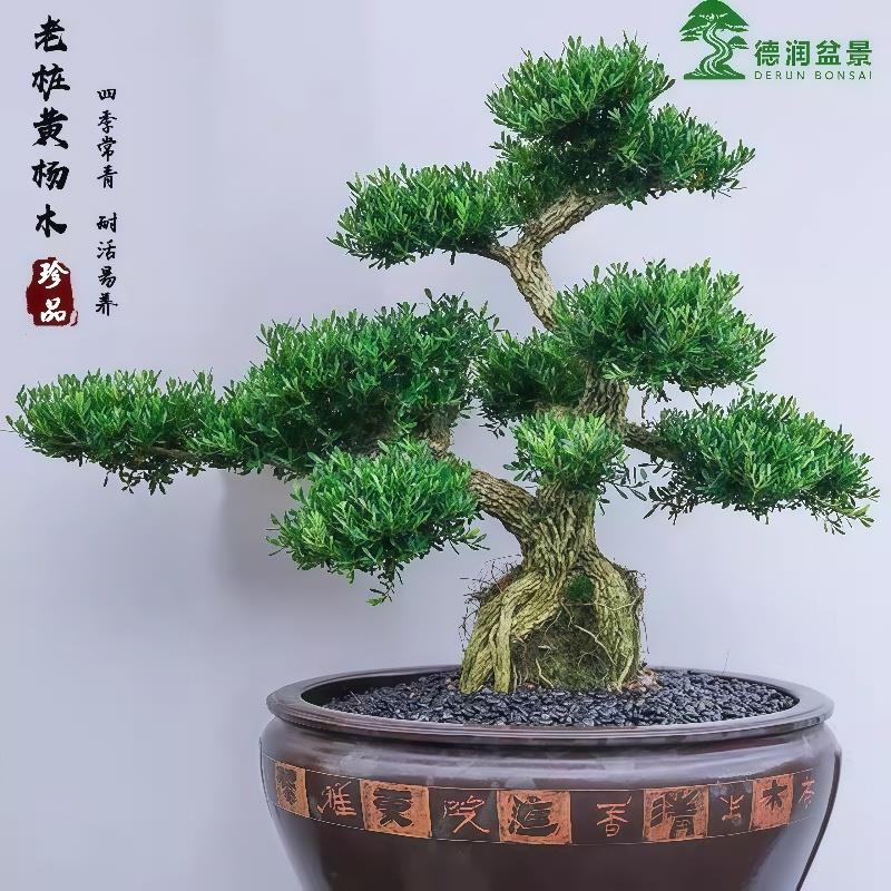 黄杨盆景名贵老桩盆栽室内别墅庭院客厅高端造景绿植高级造型摆件