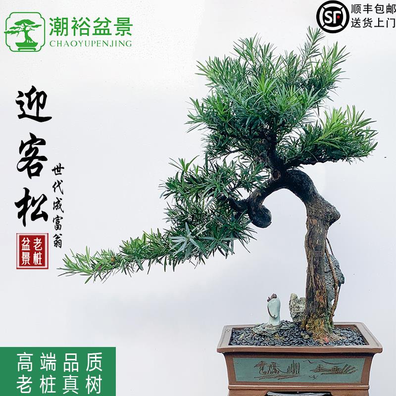 盆景罗汉松迎客松盆栽老桩造型名贵绿植室内花园庭院别墅玄关摆放