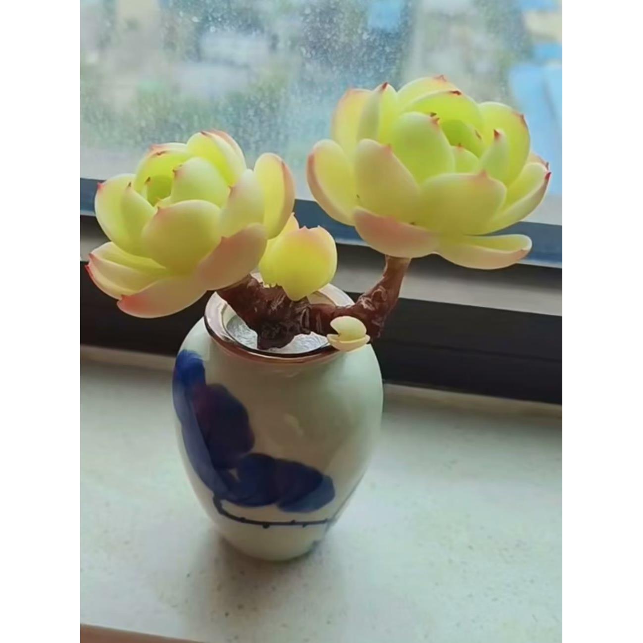 满额包邮多肉植物碧桃老桩阳台绿植办公室防辐射盆栽花卉大颗精品