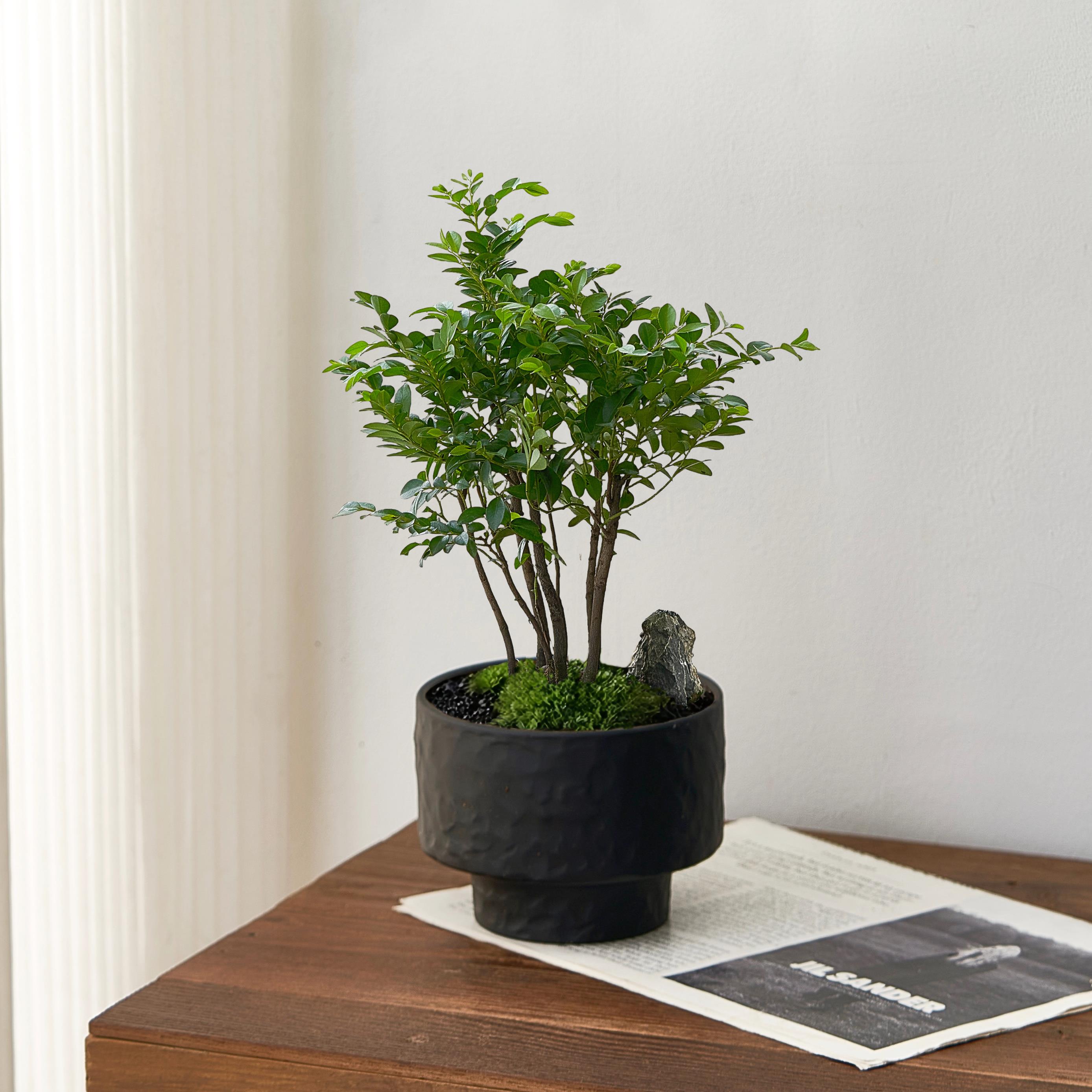 北欧风小叶紫檀盆景办公室内桌面花卉盆栽植物绿植好养活四季常青