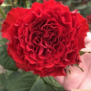 初夜 切花 热烈红色波浪边  大花S  花期非常长