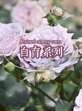 姐姐的绿松石项链 n德心源自育系列蓝紫色新品微型丰花勤花月季