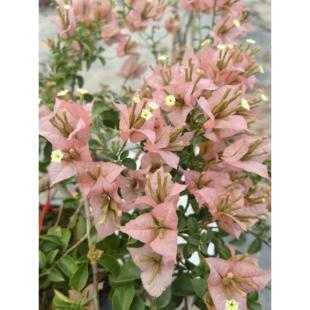 三角梅老庄一勿一拍超连结，鲜活绿植不支持七天无理由退换货