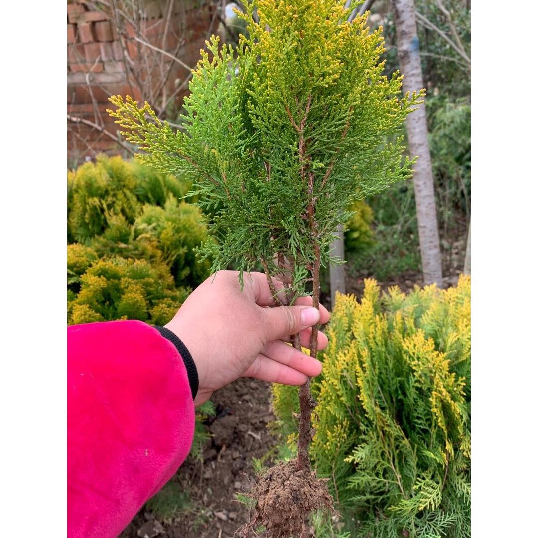 洒金柏树苗 盆景素材 洒金柏苗 松柏苗木 盆栽花卉庭院绿化植物