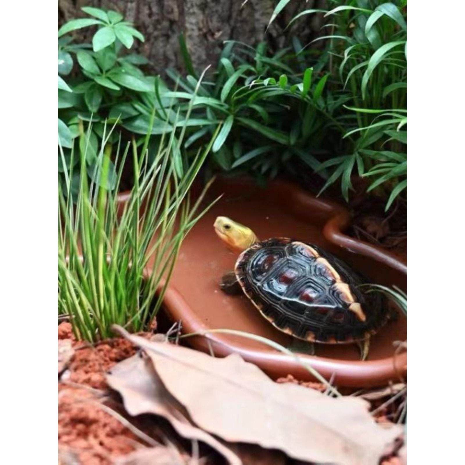 半水龟饲养箱养龟专用盆龟盆水陆两用黄缘龟宠物爬宠造景两用缸,宠物/宠物食品及用品,桌面缸,淘宝优惠券,粉丝福利购,淘宝优惠卷