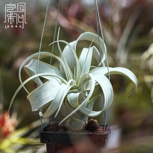 空凤来仪 空气凤梨 巨型霸王侧芽 适合爱的表白 强推！