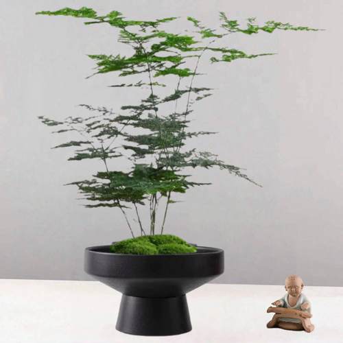 苔藓球蕨类高脚高级感蕨类陶瓷花盆客厅装饰米竹青苔摆件专用造型