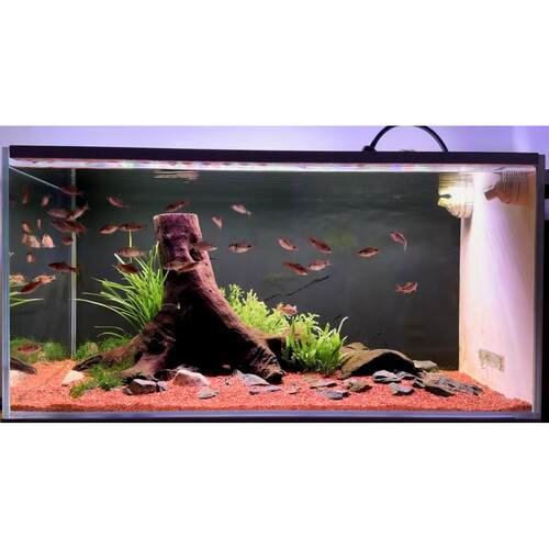森系50-120cm精品鱼缸造景沉木树桩拱桥镂空躲避 南美树桩龟爬